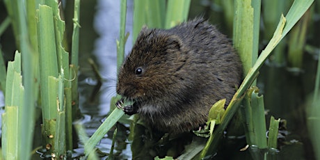 Image principale de Water Voles and Otters - Ecology and Survey (online and field course)