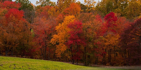Autumn Tree Identification Walk