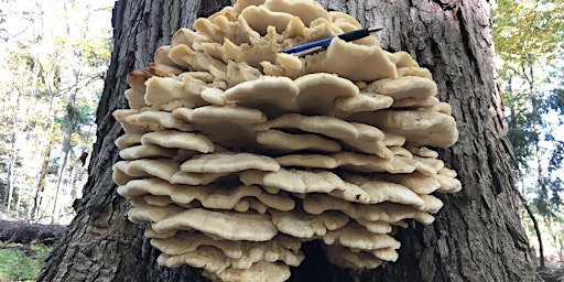 Mushroom and Fungi Walk at McMaster Forest