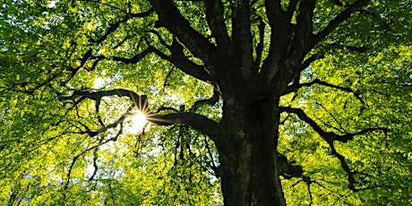 Exploring the Tree of Contemplative Practices - Postponed to Oct. 8
