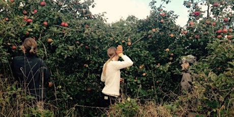 #HelpOften - Apple Harvesting with The Orchard Project primary image