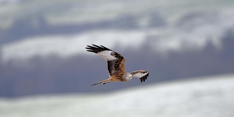 Red Kite Tour - exclusive event for Ulster Wildlife members