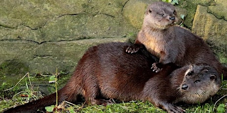 My Life with Otters with Ross Lawford