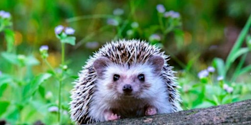 Hedgehog Class  2022 - Welcome Meeting
