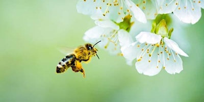 Honeybee Class  2022 - Welcome Meeting
