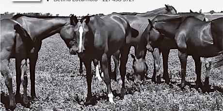 Imagen principal de Retiro en Nono- Constelaciones familiares y caballos pie a tierra.