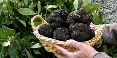 Hunting truffle-Caccia al tartufo Hunting truffle-Caccia al tartufo