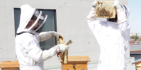 Urban Beekeeping Tours - Sustainability Awareness Week Edition primary image