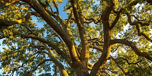 OAKtober- Oak Tree Masters Workshop