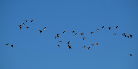 Birds Are On The Move