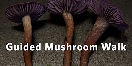 Beaty Members' Event: Mushroom Walk primary image