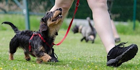 Dog Behaviour and Training Methodology Certificate -  September 2023 primary image