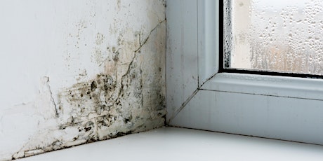 Ask an Inspector about Mould in the workplace