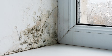 Ask an Inspector about Mould in the workplace