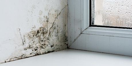 Ask an Inspector about Mould in the workplace primary image