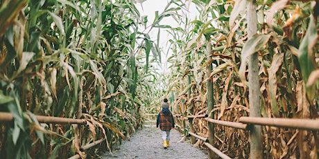 Lethbridge Corn Maze