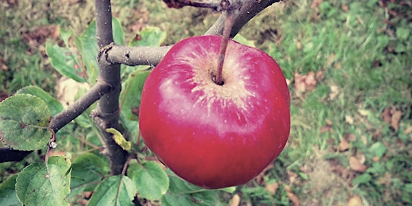 Apple Day
