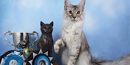 Felis Britannica Winners Cat Show