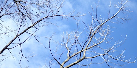 Primaire afbeelding van Winter Native Tree Identification (December 4th, Carroll County)