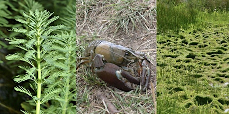 Immagine principale di Invasive Species Online 