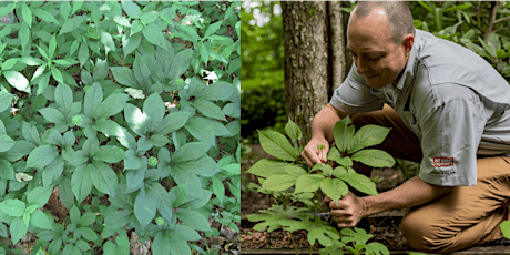 How to Grow Wild-Simulated Ginseng