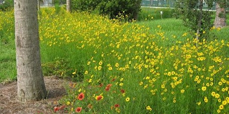 Growing Wildflowers in the Home Landscape
