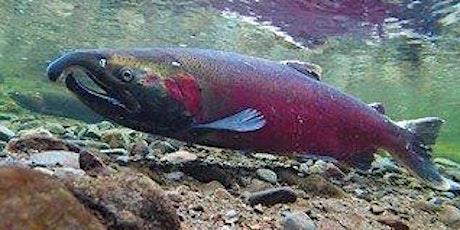 Salmon in the Pacific Northwest primary image