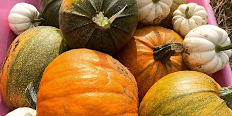Pick your own pumpkins at Hilltop Farm 22 primary image