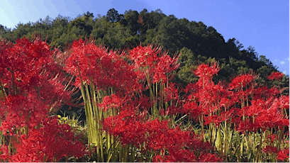 Rural Japan: Red Spider Lily blossoms along the river bank