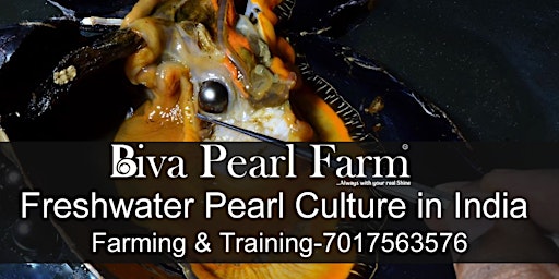 Pearl Culture Training for export quality pearls at Biva Pearl Farm India