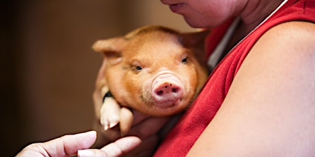 Piglet Social Weds the 21st at Noon ( Only 4 spaces Available )
