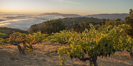 Mountain Wine: Rare trade-tasting with Santa Cruz Mountains Winegrowers