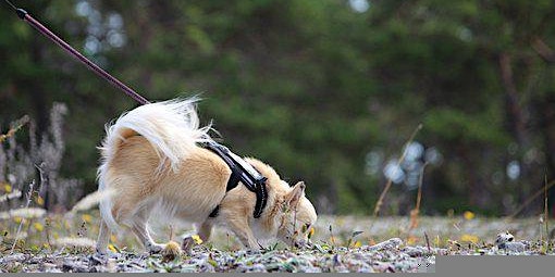 Dog Sports & Behavior Series: Nosework
