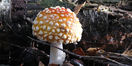 Mushroom Mania:  The Secret Life of Fungi; Lecture