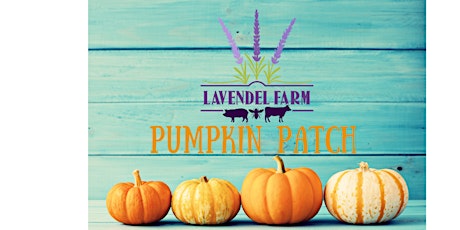 Lavendel Farm Pumpkin Patch