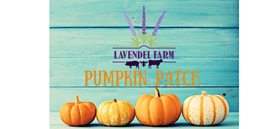 Lavendel Farm Pumpkin Patch