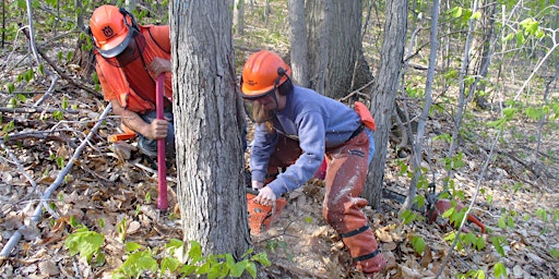 Primaire afbeelding van Level 1 of Game of Logging Chainsaw Training, April 26, 2024