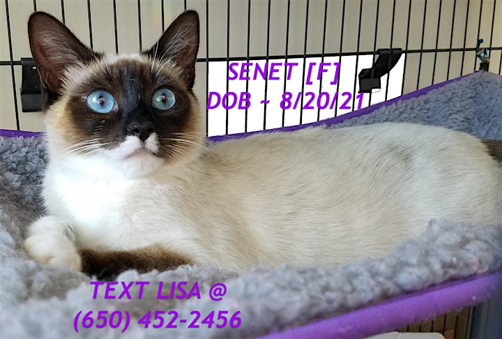 San Mateo Pet Club Cat / Kitten Adoption Fair Sunday, Oct. 30, 12 to 3 pm image