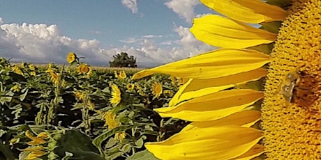 Healthy Soil -- Happy Pollinators! primary image