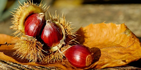 Perennial Food Source Workshop, Featuring Chestnuts
