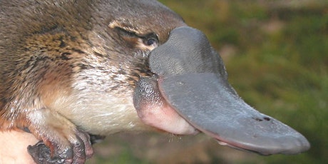 Platypus - What can you do to help them survive and thrive ?