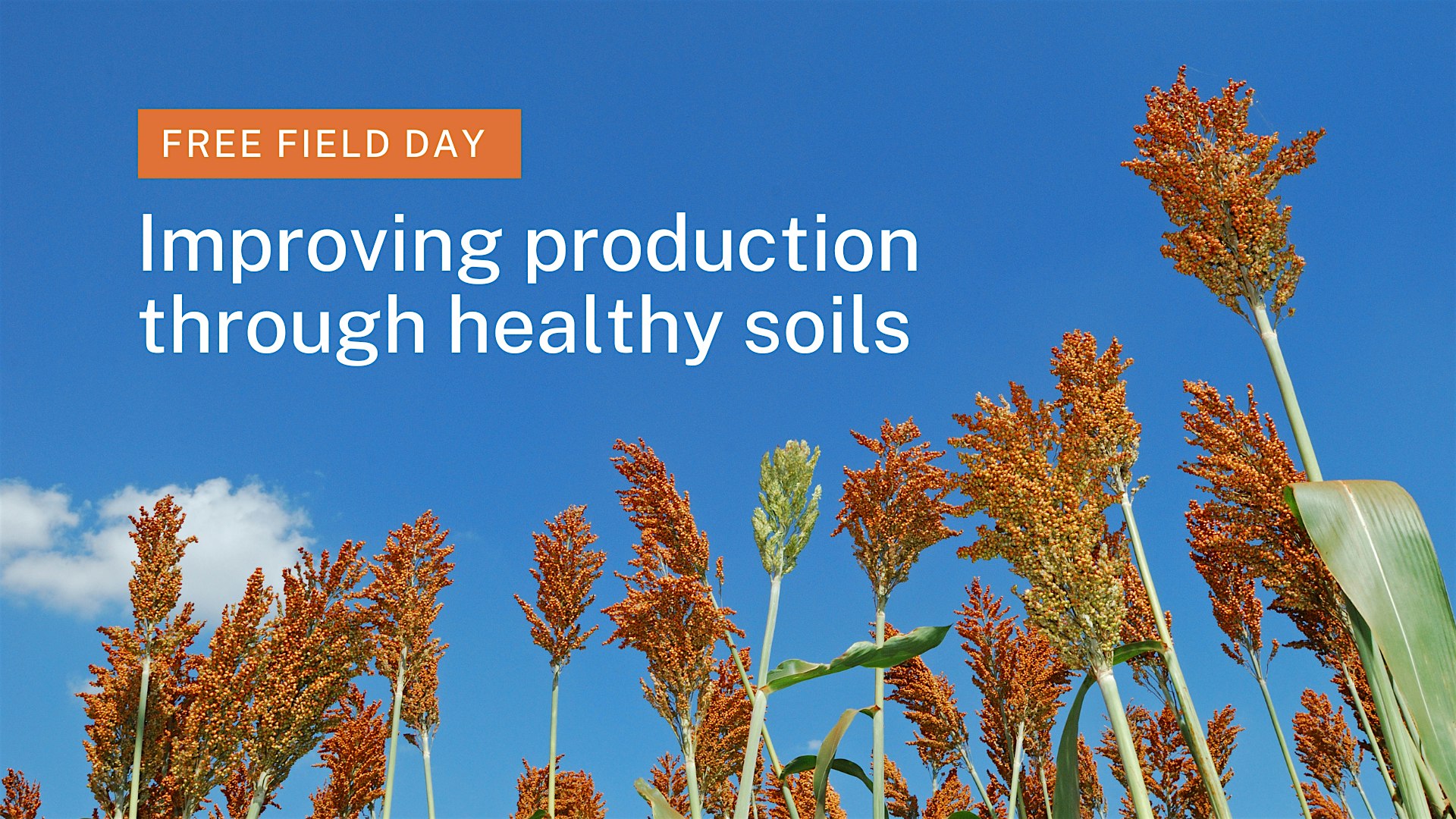 Field Day: Improving Production Through Healthy Soils