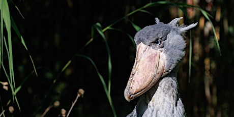 Hauptbild für Vogelfotografie