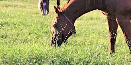 Pasture Management for Horse Pasture and Paddocks