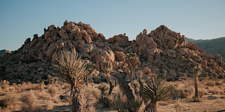 IN A LANDSCAPE: Joshua Tree National Park, 3:00pm Tues, 10/25