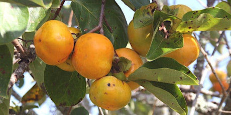 Fruit Trees for Central Florida