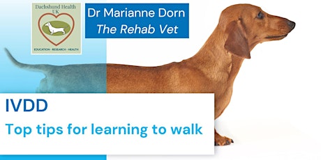 IVDD: top tips for learning to walk - a webinar by Dr Marianne Dorn