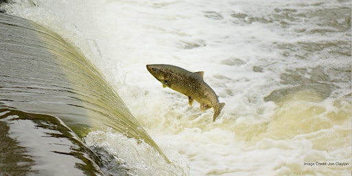 Salmon Run on the Humber River