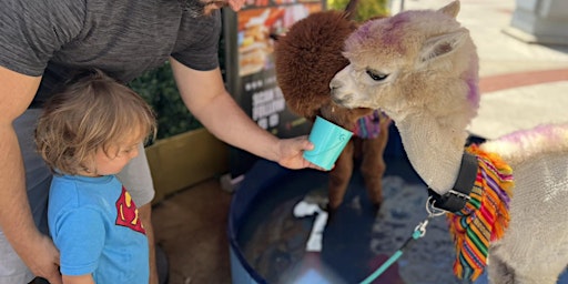 Llamazing Mondays - Alpacas petting event & Kids eat FREE