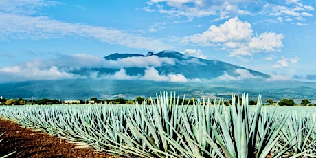 Agave Spirits Tasting: Mezcals from Zacatecas